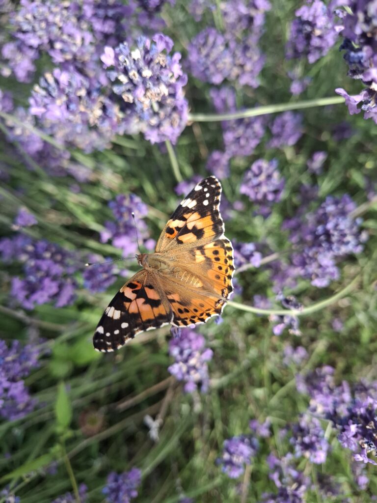 Painted lady (Vanessa cardui) A very fresh specimen! The painted lady is a long distance migratory species, each year they spread northwards from North Africa. the Middle East, and central Asia, eventually reaching Britain.