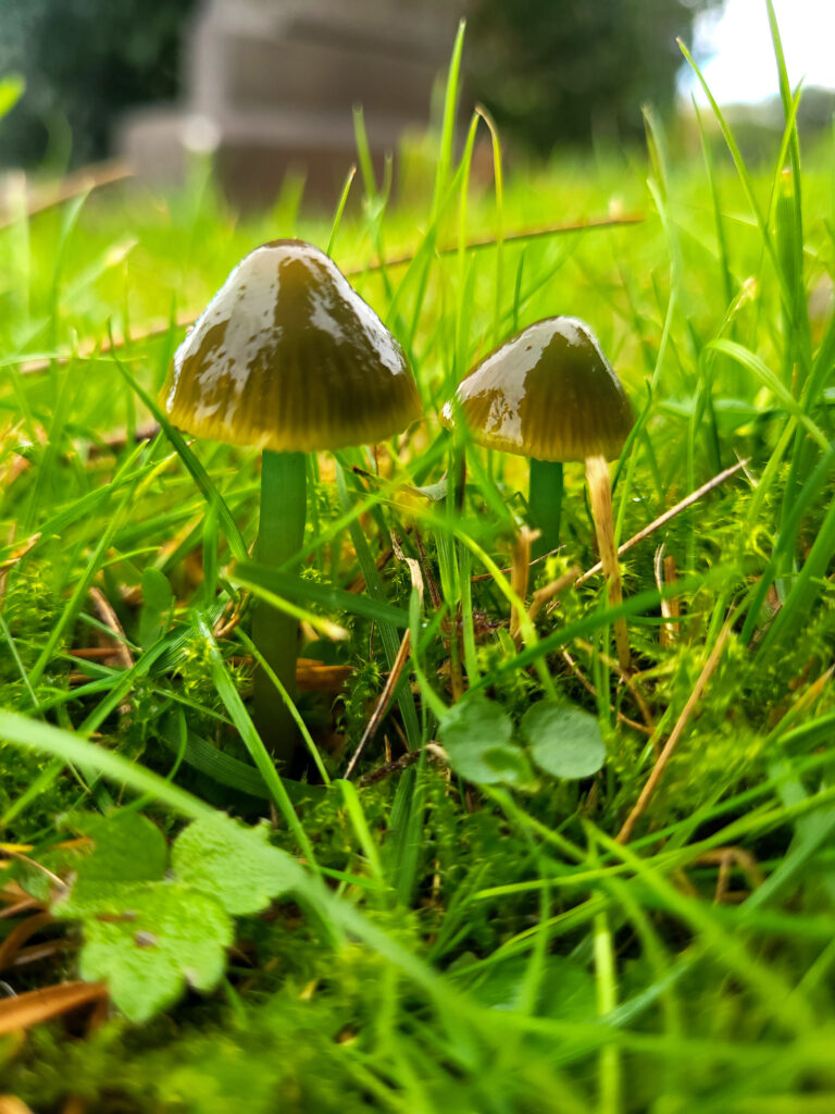 Parrot waxcap (Gliophorus psittacinus) seen last year at Biobanks fungi walk at Allerton Cemetery