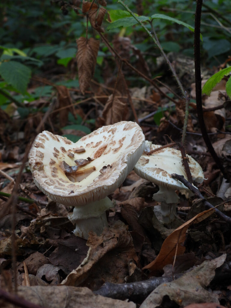 False death cap (Amanita citrina) in Stockton's Wood, Speke Hall